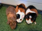 Zwangere caviazeugjes, Vrouwelijk, Tam, Maart, Cavia