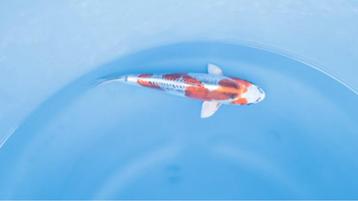 Japanse koi karper 25cm "Doitsu Beni Kikokuryu" beschikbaar voor biedingen