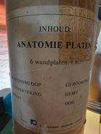 Anatomie wandplaten, Antiek en Kunst, Antiek | Schoolplaten, Ophalen of Verzenden, Natuur en Biologie