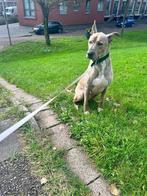 Spoed nieuw thuis gezocht Blue, Dieren en Toebehoren, Honden | Niet-rashonden, Particulier, Rabiës (hondsdolheid), Groot, 6 jaar of ouder