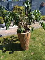 Bosco Vase cemani teakhouten pot 76 cm hoog, Ophalen, In pot, Overige soorten, Minder dan 100 cm