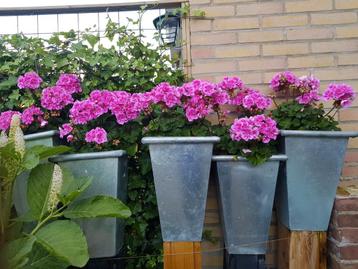 Plantenbak  beschikbaar voor biedingen