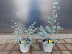 Eucalyptus Gunnii - Eucalyptusplant / Gomboom H: 35 - 50 cm., Volle zon, Vaste plant, Bloeit niet, Ophalen