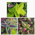 Coleus stekken met kleurrijke bladeren €1 p.st div.soorten🪴, Ophalen of Verzenden, Overige soorten, Volle zon, Minder dan 100 cm