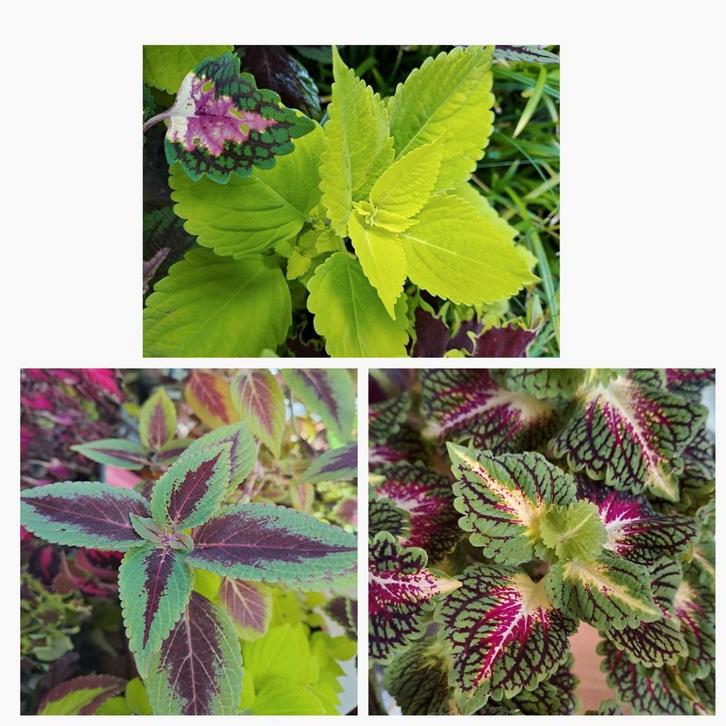Coleus stekken met kleurrijke bladeren €1 p.st div.soorten🪴, Huis en Inrichting, Kamerplanten, Overige soorten, Minder dan 100 cm
