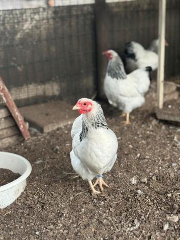 Wyandotte kippen en hanen beschikbaar voor biedingen