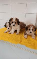 Boomer pups maltezer shih tzu lhasa apso teckel puppy hond, Dieren en Toebehoren, Nederland, Overige rassen, CDV (hondenziekte)