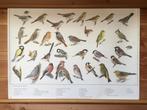 Schoolplaat poster “ Vogels bij ons huis 2 “, Ophalen of Verzenden, Natuur en Biologie