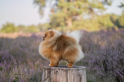 TEACUP REU! sm/cm/pl vrij! Pomeranian, Dwergkees, Pomeriaan, Dieren en Toebehoren, Honden | Dekreuen, Reu, Fokker | Professioneel