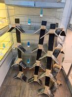 Zitschapjes voor duiven, Meerdere dieren, Postduif