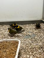 Cubavink 1-0, Dieren en Toebehoren, Mannelijk, Tropenvogel, Geringd