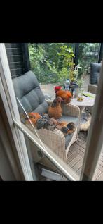 Goed tehuis gezocht voor een jonge haan geen slacht!, Dieren en Toebehoren, Mannelijk, Kip