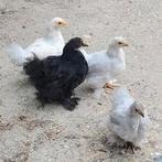 Cochin kriel kuikens te koop, hennetjes, Dieren en Toebehoren, Pluimvee, Meerdere dieren, Kip
