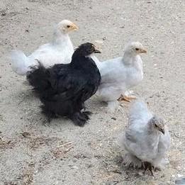 2 jonge Cochin krielkipjes te koop, hennetjes beschikbaar voor biedingen