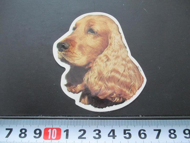 sticker Hond Hondenkop Engelse Cocker Spaniël Bruin *, Verzamelen, Stickers, Zo goed als nieuw, Ophalen