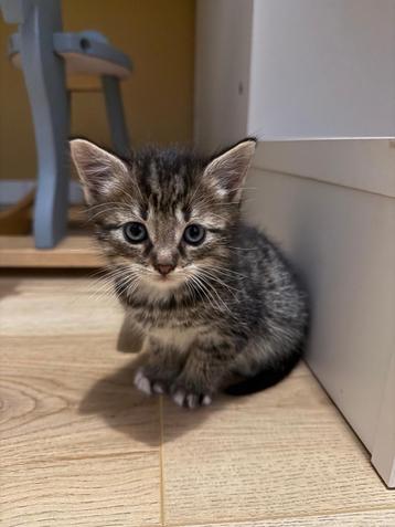 Kitten mannetje  beschikbaar voor biedingen