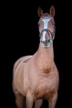 Nieuw huis gezocht voor onze "Vos" merrie, Dieren en Toebehoren, Merrie, Springpaard, Gechipt, L