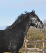 3,5 jarige grote forese E pony ruin, Dieren en Toebehoren, Paarden, Minder dan 160 cm, B, Ruin, 3 tot 6 jaar
