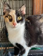 Lieve moeder en dochtertje, Dieren en Toebehoren, Katten en Kittens | Overige Katten, Poes