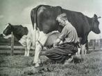 Rundvee - 1948 - Maliepaard / Cas Oorthuys., Ophalen of Verzenden