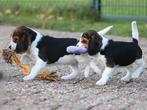 Leuke Beaglier pups., Dieren en Toebehoren, Nederland, Overige rassen, 8 tot 15 weken, Teef