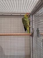 Koppel Ecuador amazone's., Dieren en Toebehoren, Meerdere dieren, Parkiet, Geringd