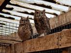 Afrikaanse Oehoe | Bewezen broedkoppels | Bubo Africanus, Dieren en Toebehoren, Vogels | Overige Vogels, Meerdere dieren, Roofvogel