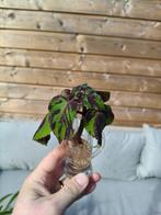 Coleus / Siernetel gestreept, Ophalen, Halfschaduw, Overige soorten, Minder dan 100 cm