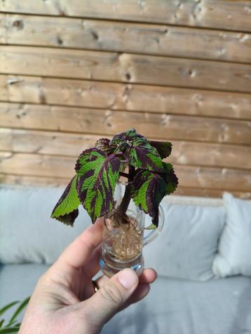 Coleus / Siernetel gestreept beschikbaar voor biedingen