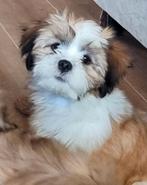 Mooie Lhasa-apso pups met stamboom, Dieren en Toebehoren, Honden | Chihuahua's en Gezelschapshonden, CDV (hondenziekte), 8 tot 15 weken