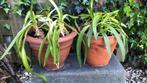 Agapanthus kleur blauw in terra cotta pot, Tuin en Terras, Ophalen of Verzenden