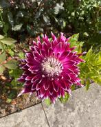 Dinnerplate Dahlia Vancouver, Ophalen of Verzenden, Volle zon, Knol