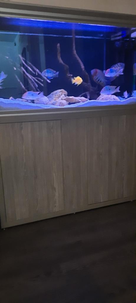 Aquarium vissen, Ophalen of Verzenden