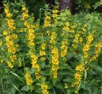 Grote Wederik (Lysimachia vulgaris), Ophalen, Zomer, Overige soorten, Volle zon