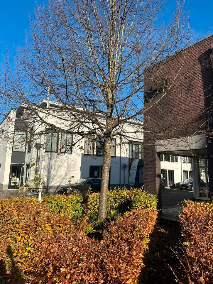 Volwassen sierboom te koop – prachtige blikvanger voor tuin, Tuin en Terras, Planten | Bomen, Overige soorten, Volle zon, Ophalen