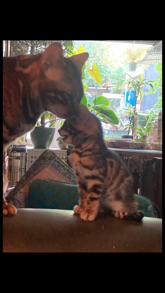 Bengaaltjes met stamboom, Dieren en Toebehoren, Katten en Kittens | Raskatten | Korthaar, Meerdere dieren, 0 tot 2 jaar, Met stamboom