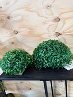 Buxus halve bol, Ophalen of Verzenden, Nieuw