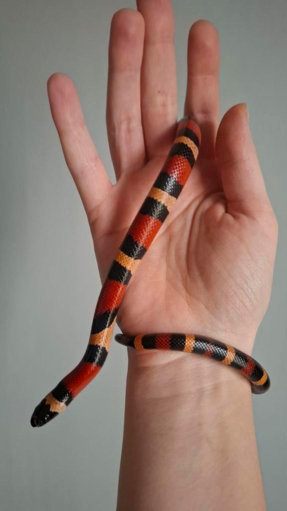 Lampropeltis triangulum hondurensis 0.1