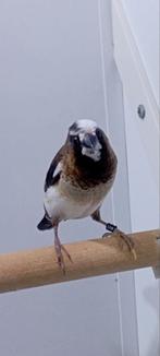 Koppel Japanse meeuwtjes te koop, Dieren en Toebehoren, Meerdere dieren, Geringd