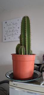 Kamerplant goed bijgehouden, Ophalen, Cactus, Volle zon, Minder dan 100 cm