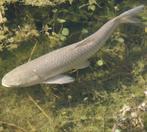 10 graskarpers, Dieren en Toebehoren, Vissen | Vijvervissen, Karper of Koi