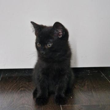 Laatste Britse korthaar kater mag weg  beschikbaar voor biedingen