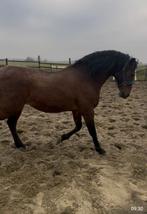 Koopje voor goed tehuis, Dieren en Toebehoren, Ruin, Recreatiepaard