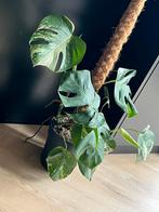Monstera variegata kamerplant 2 stammen in pot met mospaal, Huis en Inrichting, Kamerplanten, Ophalen of Verzenden, In pot, Halfschaduw