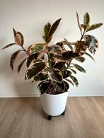 Grote kamerplant, Ophalen, Ficus