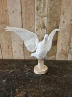 opgezette witte duif ``WOONWINKEL RUSTIEK``, Verzamelen, Dierenverzamelingen, Ophalen of Verzenden, Vogel, Opgezet dier