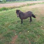 Merrie Pony, Mei, Vrouwelijk