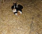 Kittens!, Dieren en Toebehoren, Katten en Kittens | Overige Katten, Geslacht onbekend, Kortharig, 0 tot 2 jaar