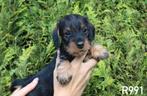 Prachtige ruwharige dwerg teckel pups, Nederland, CDV (hondenziekte), 8 tot 15 weken, Dwerg