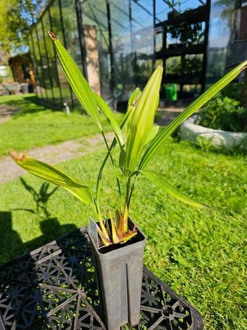 Trachycarpus fortunei - Henneppalm beschikbaar voor biedingen